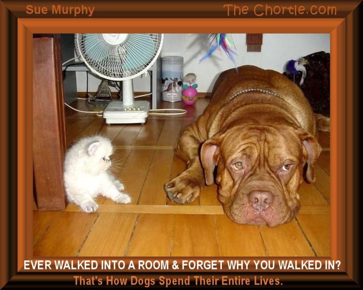 Ever walked into a room and forget why you walked in?&nbsp;That's how dogs spend their entire lives - Sue Murphy